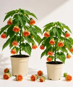 Orange Abutilon Live Plants - Set of 2 Trailing Lantern Vines, 4-6 Inch Tall - Image 1