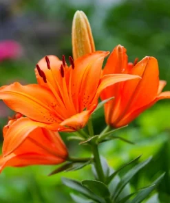 Orange Asiatic Lily Live Flower Bulb - Perennial, Outdoor, 1 Bulb - Image 2
