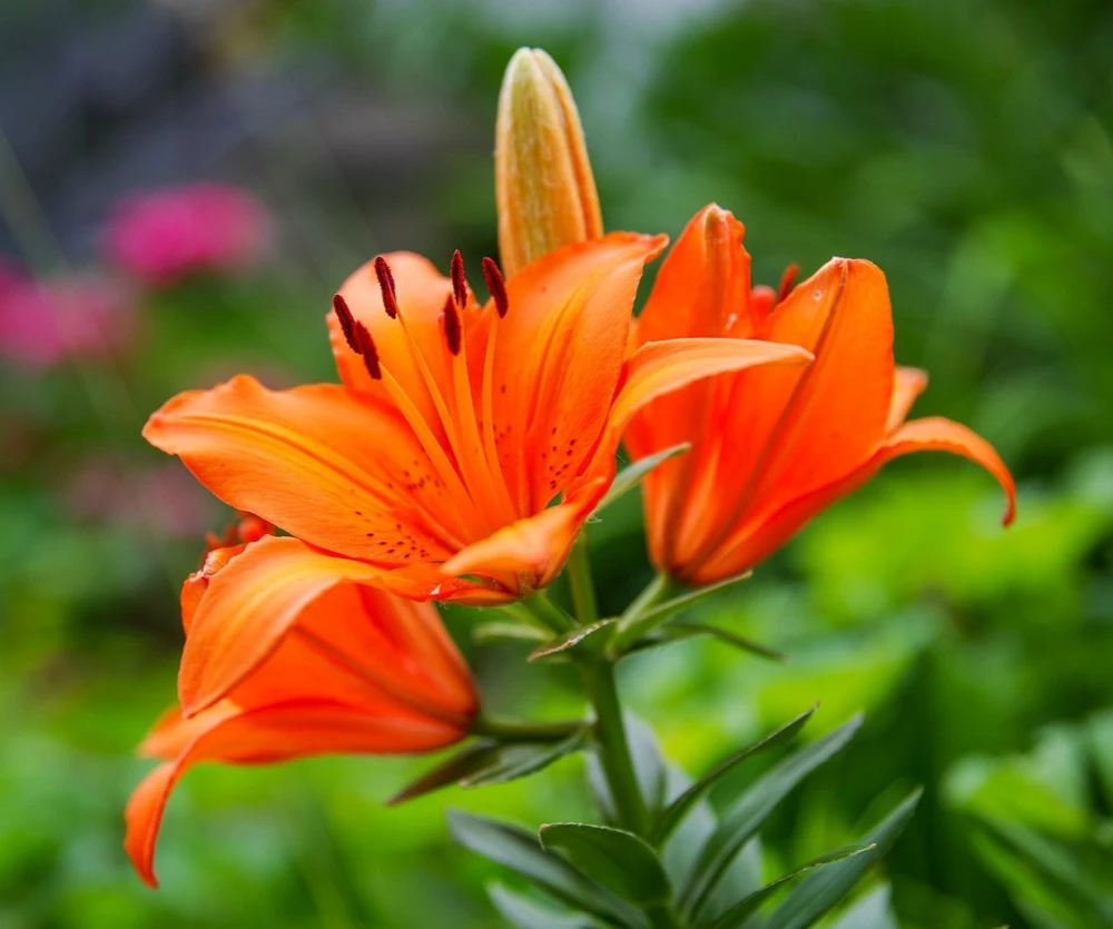 Orange Asiatic Lily Live Flower Bulb - Perennial, Outdoor, 1 Bulb - Image 2
