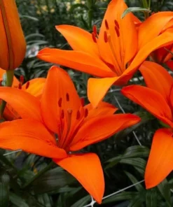 Orange Asiatic Lily Live Flower Bulb - Perennial, Outdoor, 1 Bulb - Image 3