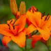 Orange Asiatic Lily Live Flower Bulb - Perennial, Outdoor, 1 Bulb - Image 1
