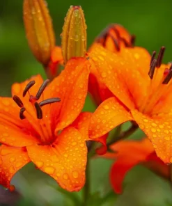 Orange Asiatic Lily Live Flower Bulb - Perennial, Outdoor, 1 Bulb - Image 1