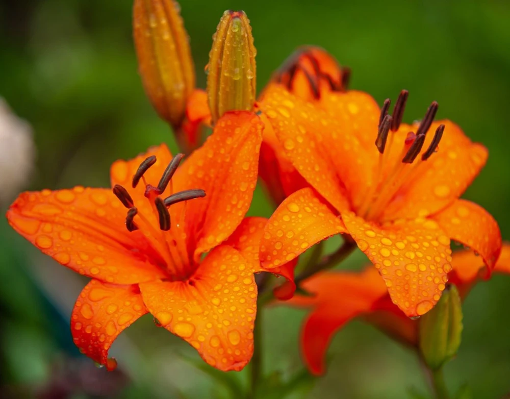 Orange Asiatic Lily Live Flower Bulb - Perennial, Outdoor, 1 Bulb - Image 1