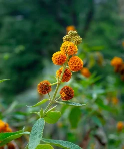 Orange Ball Tree Shrub Flower Seeds - Buddleja Globosa - 10 Seeds - Image 10