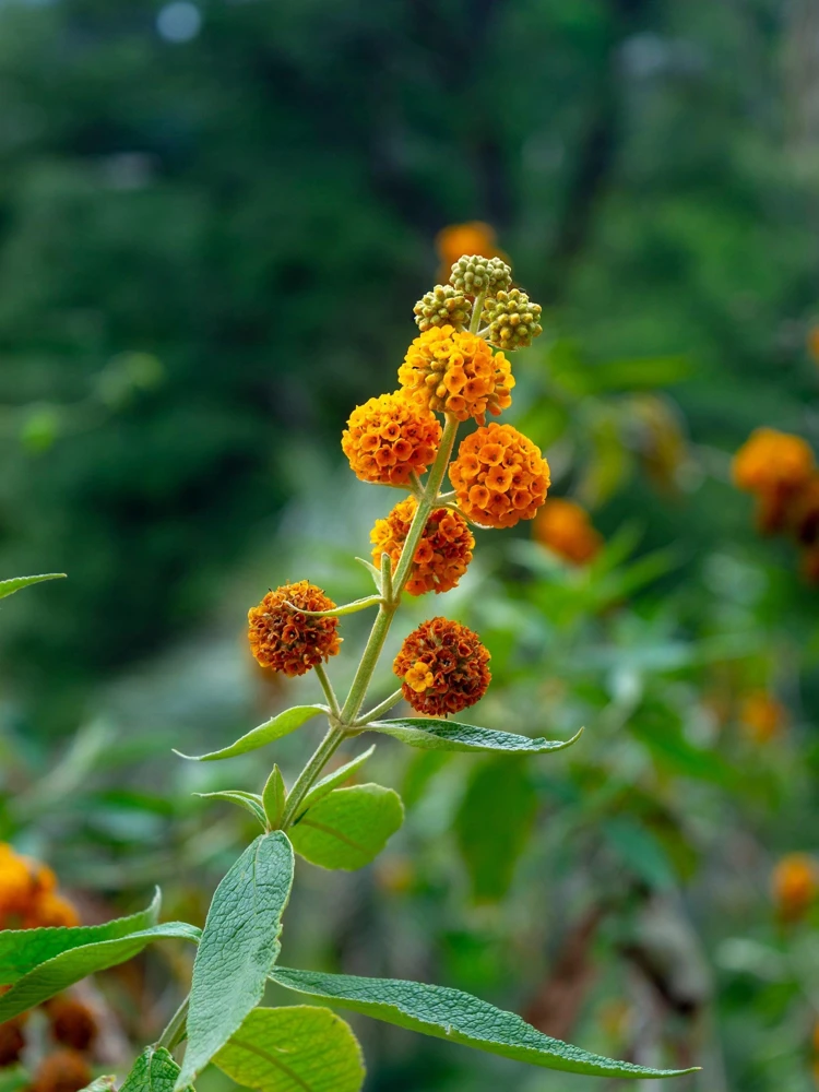 Orange Ball Tree Shrub Flower Seeds - Buddleja Globosa - 10 Seeds - Image 10