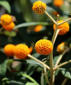 Orange Ball Tree Shrub Flower Seeds - Buddleja Globosa - 10 Seeds - Image 2