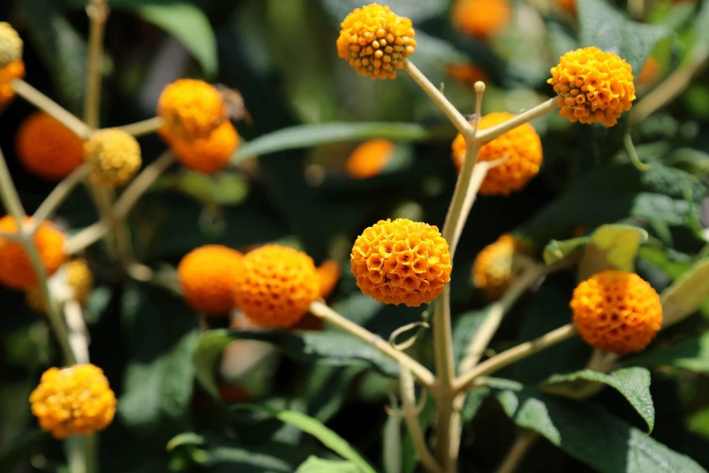 Orange Ball Tree Shrub Flower Seeds - Buddleja Globosa - 10 Seeds - Image 2