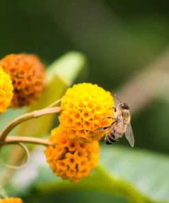 Orange Ball Tree Shrub Flower Seeds - Buddleja Globosa - 10 Seeds - Image 3