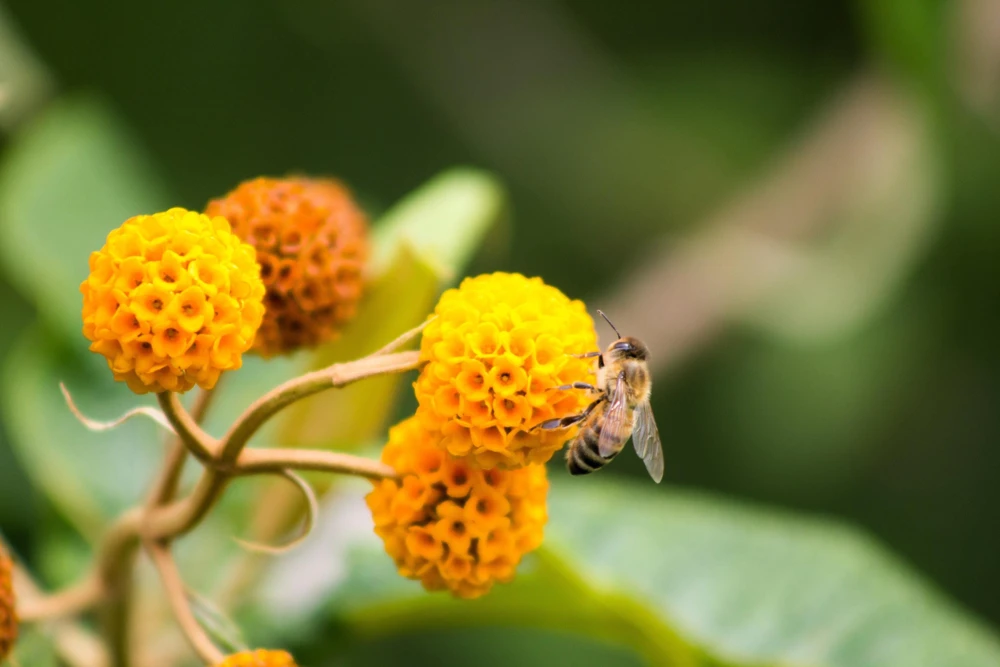 Orange Ball Tree Shrub Flower Seeds - Buddleja Globosa - 10 Seeds - Image 3