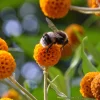Orange Ball Tree Shrub Flower Seeds - Buddleja Globosa - 10 Seeds - Image 1