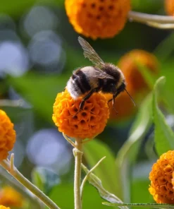 Orange Ball Tree Shrub Flower Seeds - Buddleja Globosa - 10 Seeds - Image 1
