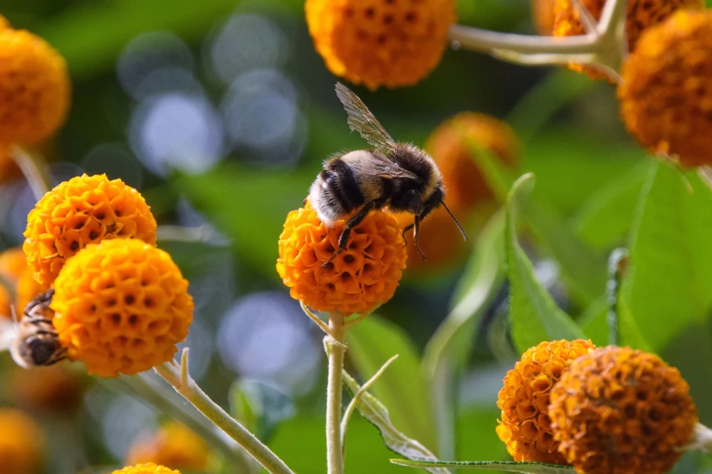 Orange Ball Tree Shrub Flower Seeds - Buddleja Globosa - 10 Seeds - Image 1