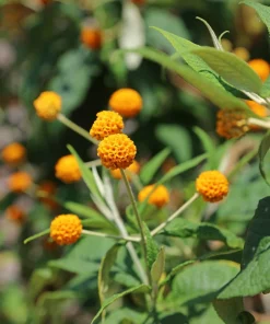 Orange Ball Tree Shrub Flower Seeds - Buddleja Globosa - 10 Seeds - Image 4