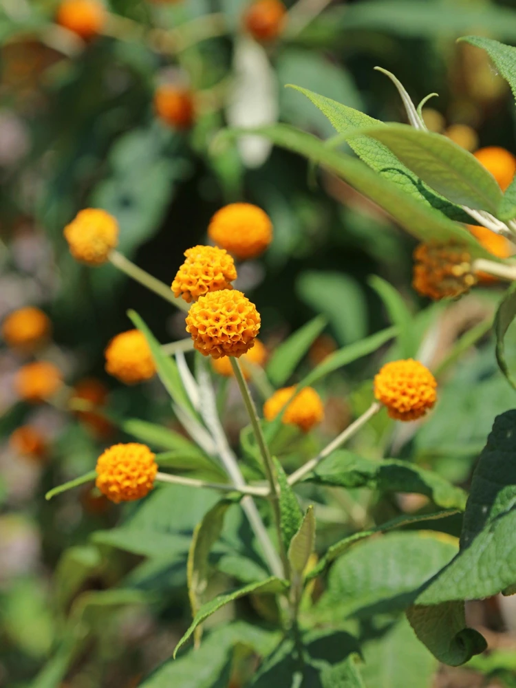 Orange Ball Tree Shrub Flower Seeds - Buddleja Globosa - 10 Seeds - Image 4