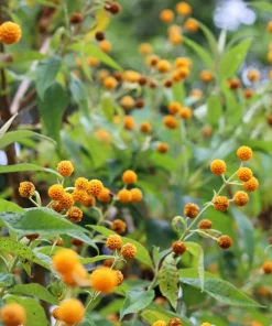 Orange Ball Tree Shrub Flower Seeds - Buddleja Globosa - 10 Seeds - Image 5