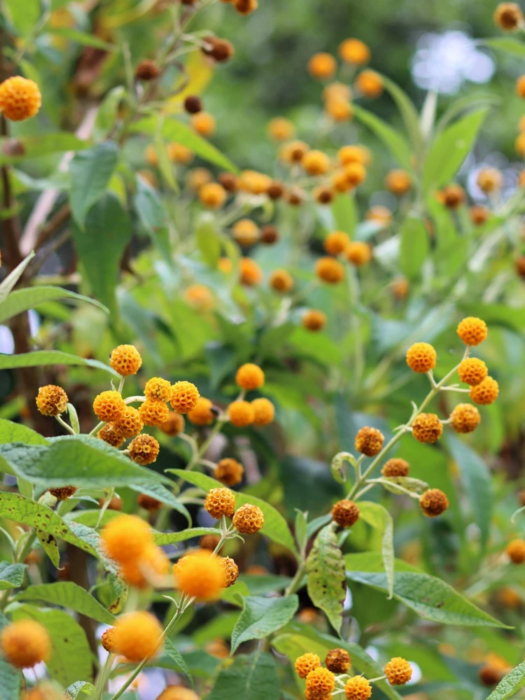 Orange Ball Tree Shrub Flower Seeds - Buddleja Globosa - 10 Seeds - Image 5
