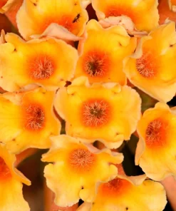Orange Ball Tree Shrub Flower Seeds - Buddleja Globosa - 10 Seeds - Image 6