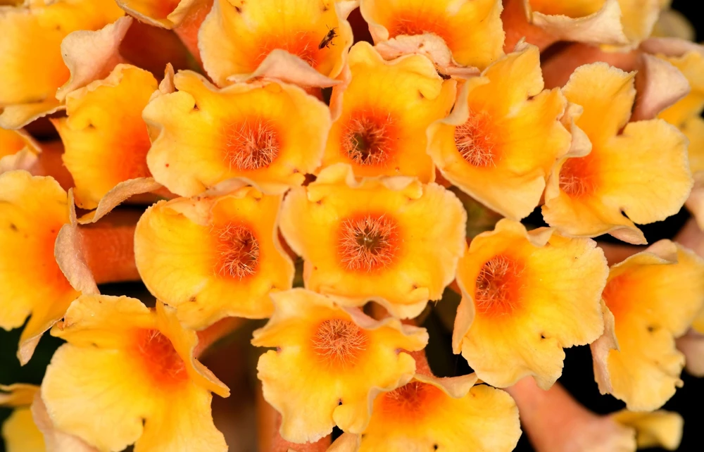 Orange Ball Tree Shrub Flower Seeds - Buddleja Globosa - 10 Seeds - Image 6
