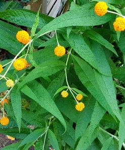 Orange Ball Tree Shrub Flower Seeds - Buddleja Globosa - 10 Seeds - Image 7