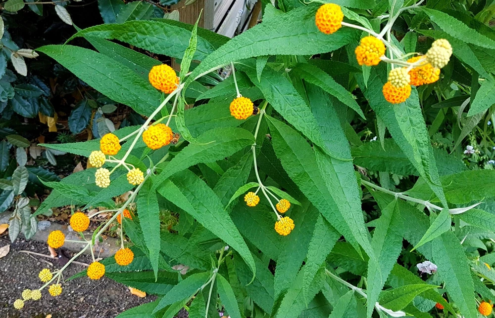 Orange Ball Tree Shrub Flower Seeds - Buddleja Globosa - 10 Seeds - Image 7