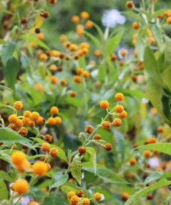 Orange Ball Tree Shrub Flower Seeds - Buddleja Globosa - 10 Seeds - Image 8