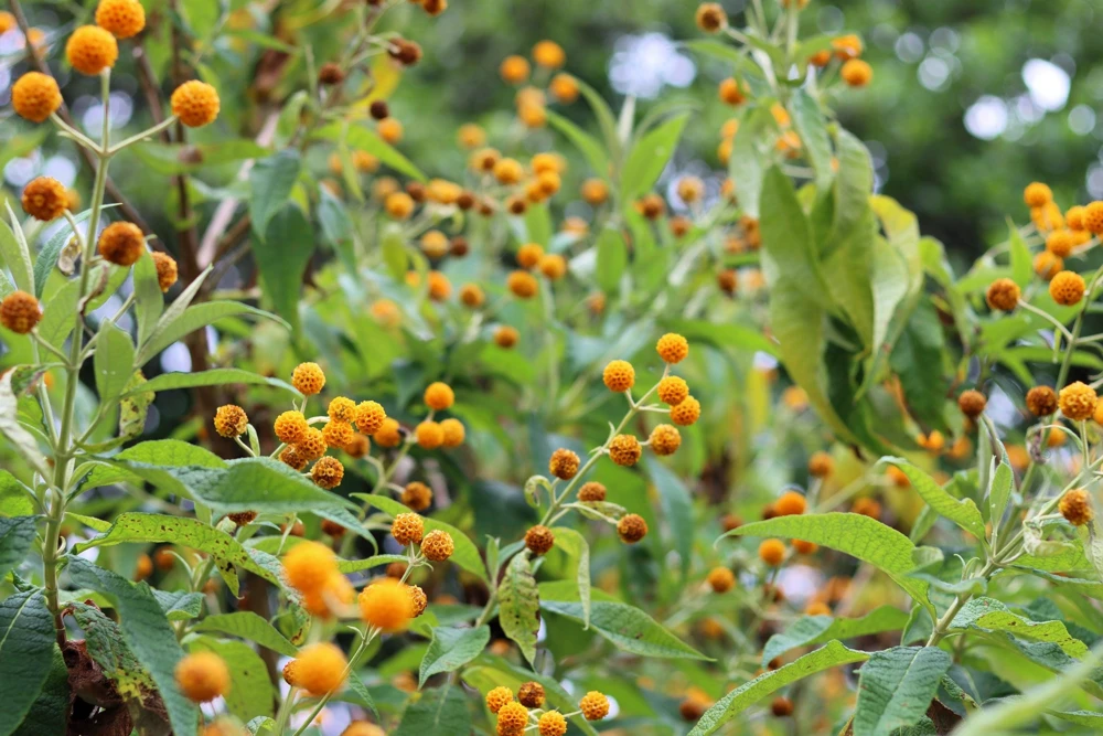 Orange Ball Tree Shrub Flower Seeds - Buddleja Globosa - 10 Seeds - Image 8