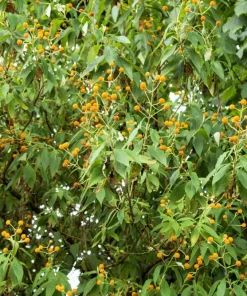 Orange Ball Tree Shrub Flower Seeds - Buddleja Globosa - 10 Seeds - Image 9