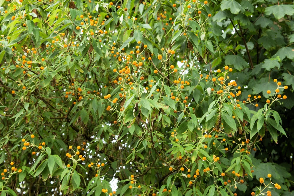 Orange Ball Tree Shrub Flower Seeds - Buddleja Globosa - 10 Seeds - Image 9