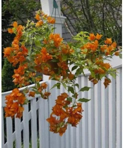 Orange Bougainvillea Live Plant - 2 Pack Fire Opal Starter Plants 5-9 Inches Tall - Image 2
