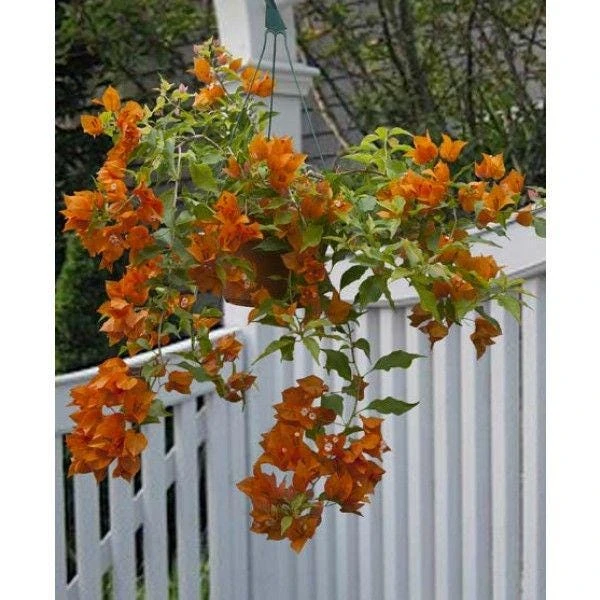 Orange Bougainvillea Live Plant - 2 Pack Fire Opal Starter Plants 5-9 Inches Tall - Image 2