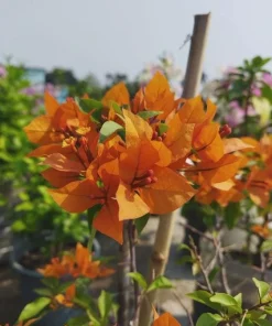 Orange Bougainvillea Live Plant - 2 Pack Fire Opal Starter Plants 5-9 Inches Tall - Image 3