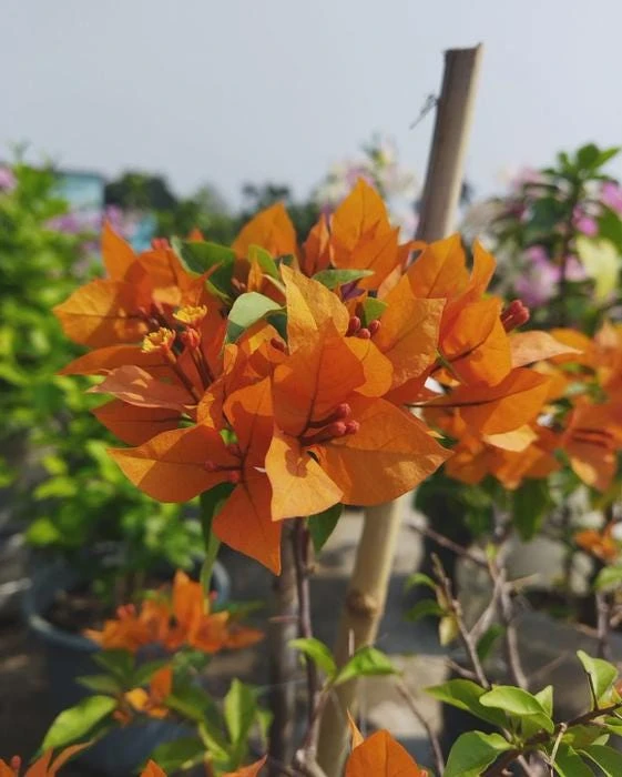 Orange Bougainvillea Live Plant - 2 Pack Fire Opal Starter Plants 5-9 Inches Tall - Image 3