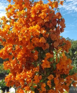 Orange Bougainvillea Live Plant - 2 Pack Fire Opal Starter Plants 5-9 Inches Tall - Image 4
