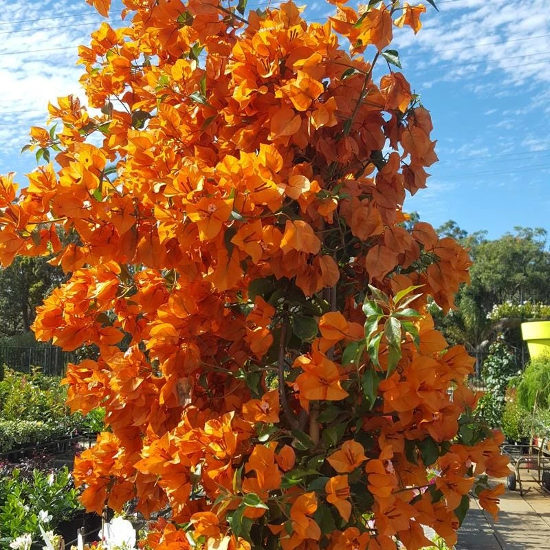 Orange Bougainvillea Live Plant - 2 Pack Fire Opal Starter Plants 5-9 Inches Tall - Image 4