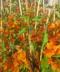Orange Bougainvillea Live Plant - 2 Pack Fire Opal Starter Plants 5-9 Inches Tall - Image 5