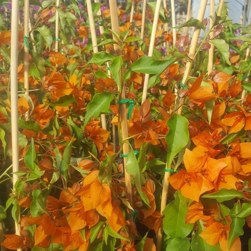 Orange Bougainvillea Live Plant - 2 Pack Fire Opal Starter Plants 5-9 Inches Tall - Image 5