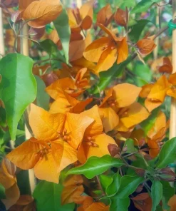 Orange Bougainvillea Live Plant - 2 Pack Fire Opal Starter Plants 5-9 Inches Tall - Image 6