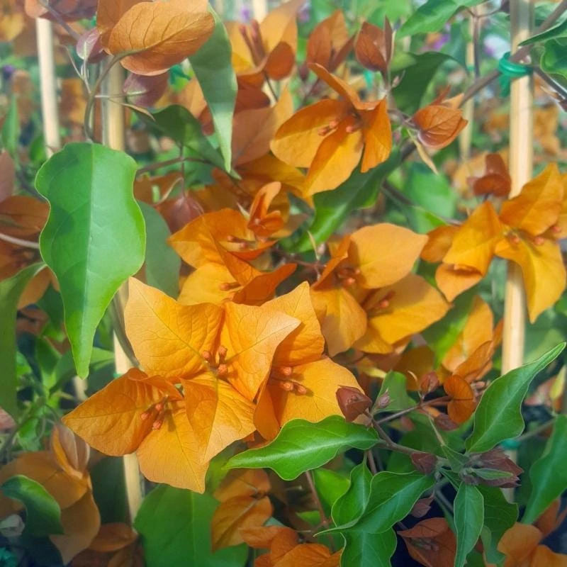 Orange Bougainvillea Live Plant - 2 Pack Fire Opal Starter Plants 5-9 Inches Tall - Image 6