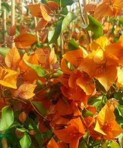 Orange Bougainvillea Live Plant - 2 Pack Fire Opal Starter Plants 5-9 Inches Tall - Image 7