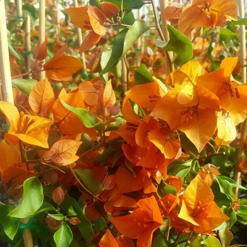 Orange Bougainvillea Live Plant - 2 Pack Fire Opal Starter Plants 5-9 Inches Tall - Image 7