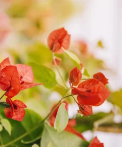 Orange Bougainvillea Live Plant - 2 Pack Fire Opal Starter Plants 5-9 Inches Tall - Image 8