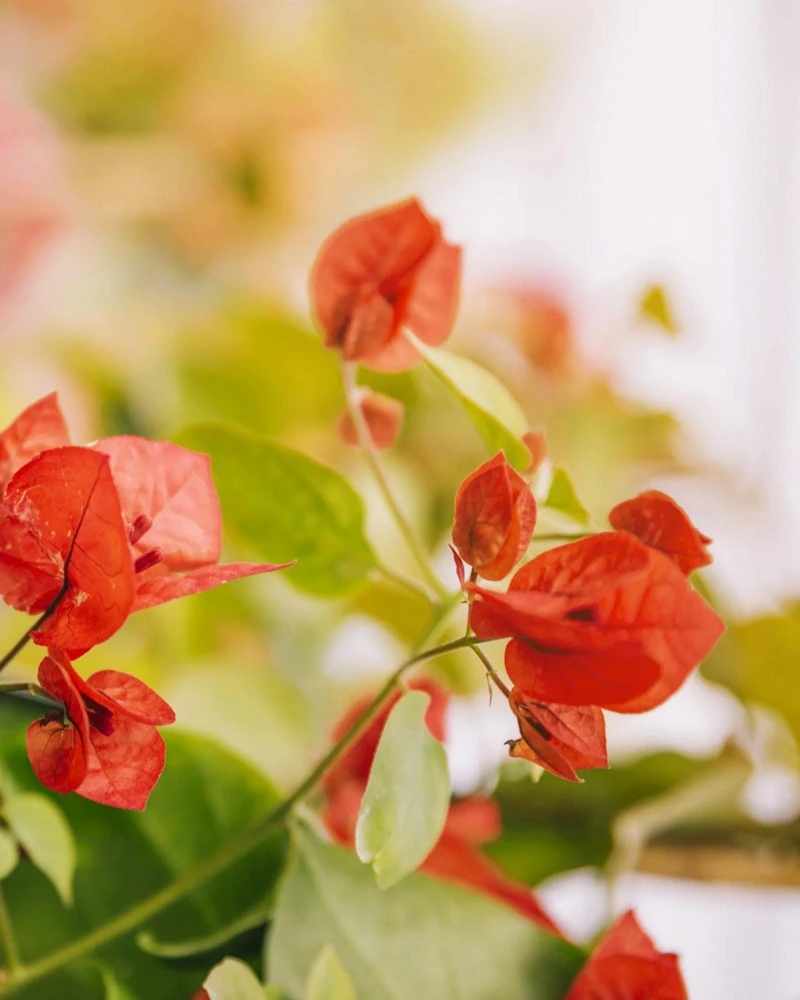 Orange Bougainvillea Live Plant - 2 Pack Fire Opal Starter Plants 5-9 Inches Tall - Image 8