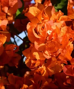 Orange Bougainvillea Live Plant - 2 Pack Fire Opal Starter Plants 5-9 Inches Tall - Image 9