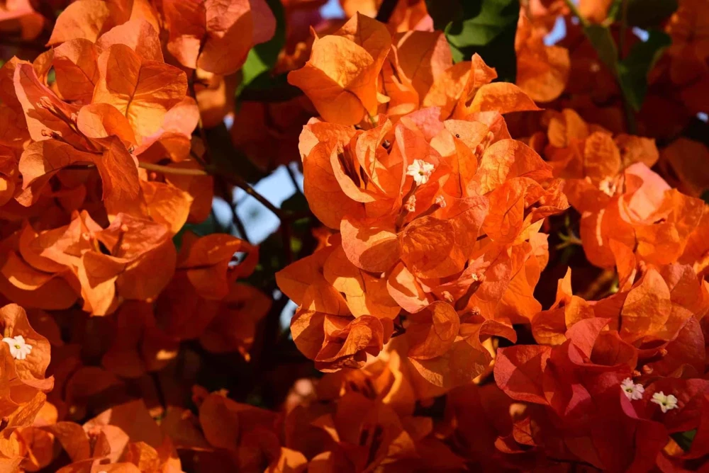 Orange Bougainvillea Live Plant - 2 Pack Fire Opal Starter Plants 5-9 Inches Tall - Image 9
