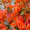 Orange Bougainvillea Live Plant - 2 Pack Fire Opal Starter Plants 5-9 Inches Tall - Image 1