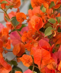 Orange Bougainvillea Live Plant - 2 Pack Fire Opal Starter Plants 5-9 Inches Tall - Image 1