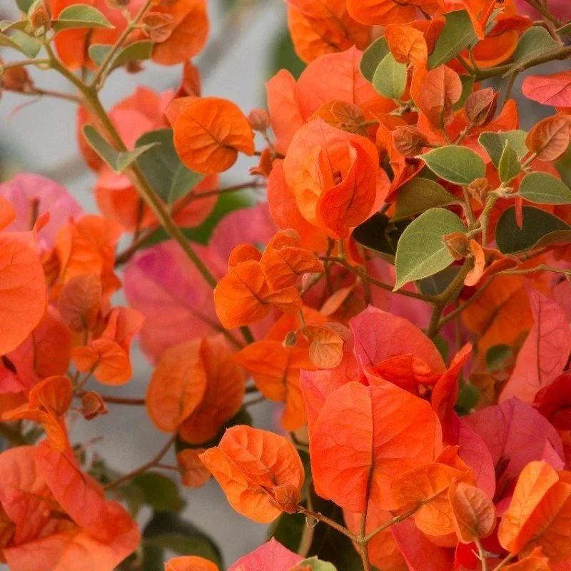 Orange Bougainvillea Live Plant - 2 Pack Fire Opal Starter Plants 5-9 Inches Tall - Image 1