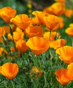 Orange California Poppy Seeds - Easy-to-Grow Wildflower, Bright Orange, 500 Seeds - Image 2
