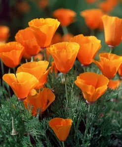 Orange California Poppy Seeds - Easy-to-Grow Wildflower, Bright Orange, 500 Seeds - Image 3