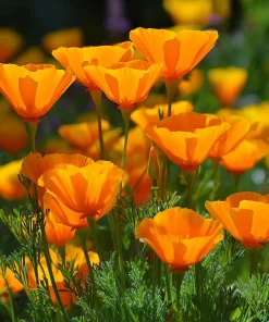 Orange California Poppy Seeds - Easy-to-Grow Wildflower, Bright Orange, 500 Seeds - Image 4